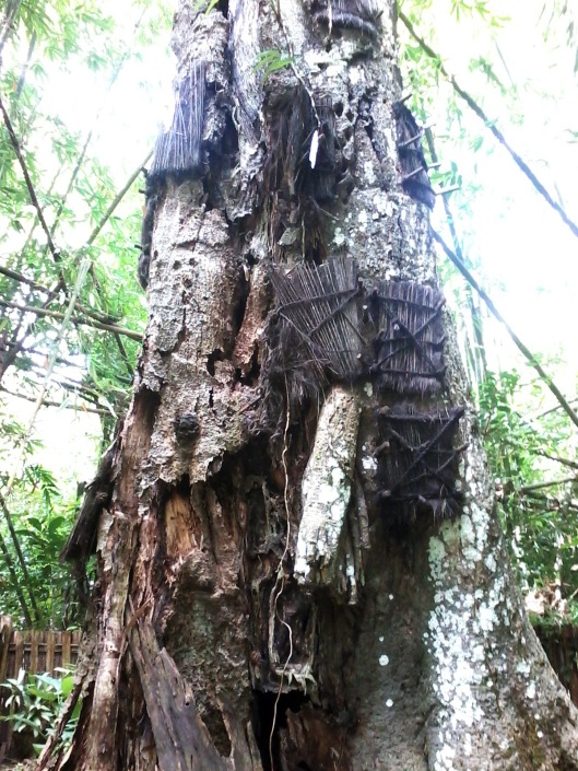 Pohon Taraa di objek wisata Kambira
